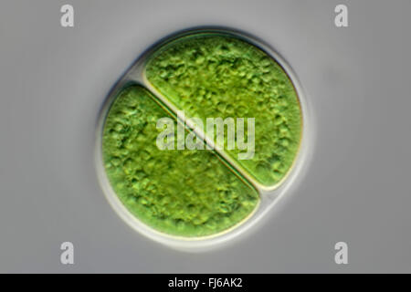 Blue-green Alga (chroococcus Spec.), Colonies Stock Photo - Alamy