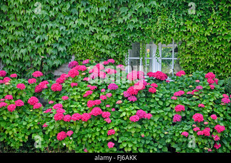 Garden hydrangea, Lace cap hydrangea (Hydrangea macrophylla), blooming hortensias in front of a overgrown house, France, Brittany, DÚpartement C¶tes-dÆArmor, PlÚneuf-Val-AndrÚ Stock Photo
