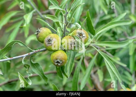 Willow-leaved Pear, Willow leaved Pear, Willowleaf Pear, Weeping Pear (Pyrus salicifolia), branch with fruits Stock Photo