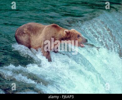 Male man fishing wearing waders on river Kodiak Island Alaska with large  Kodiak Grizzly Bear in background autumn season Stock Photo - Alamy