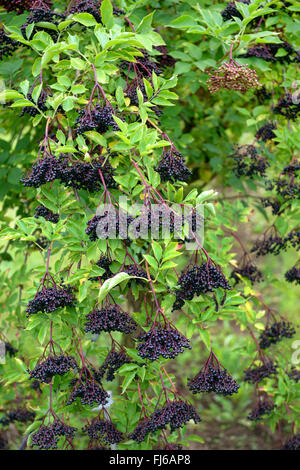 European black elder, Elderberry, Common elder (Sambucus nigra 'Haschberg', Sambucus nigra Haschberg), fruiting bush, cultivar Haschberg, Germany Stock Photo