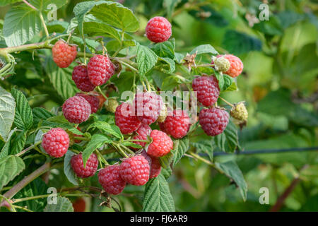 European red raspberry (Rubus idaeus 'Comtesse', Rubus idaeus Comtesse), raspberries of cultivar Comtesse on a bush , Germany Stock Photo