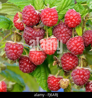 European red raspberry (Rubus idaeus 'Autumn Bliss', Rubus idaeus Autumn Bliss), raspberries of cultivar Autumn Bliss on a bush , Germany Stock Photo