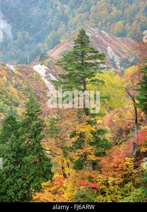 Japanese white pine (Pinus parviflora), in an autum forest, Japan, Honshu, Hakusan National Park Stock Photo