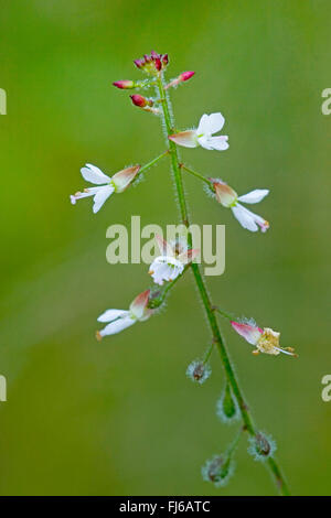 enchanter's-nightshade (Circaea lutetiana), inflorescence with young fruits, Germany Stock Photo