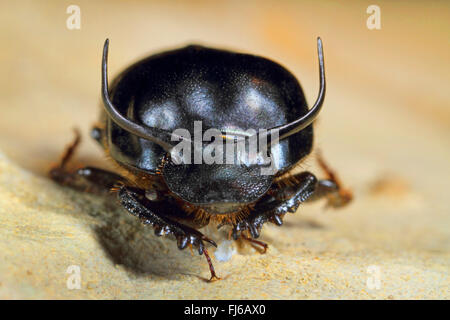 Dung beetle, Taurus scarab, Bull-headed Dung Beetle, Bullhorned Dung ...