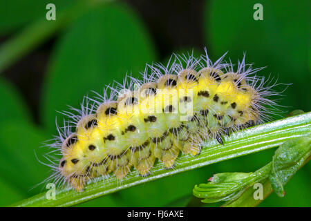 variable burnet (Zygaena ephialtes), caterpillar, Germany Stock Photo