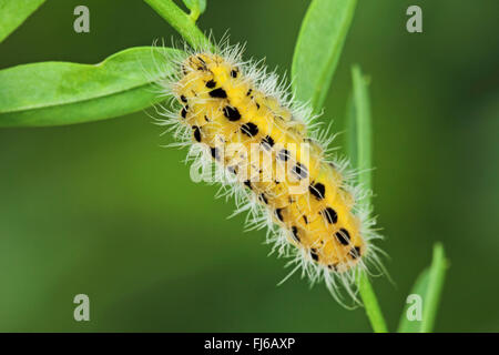 variable burnet (Zygaena ephialtes), caterpillar, Germany Stock Photo