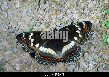 poplar admiral (Limenitis populi), female on the ground, Germany Stock Photo