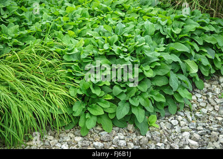 Dwarf Comfrey (Symphytum grandiflorum), leaves in summer, Germany Stock Photo