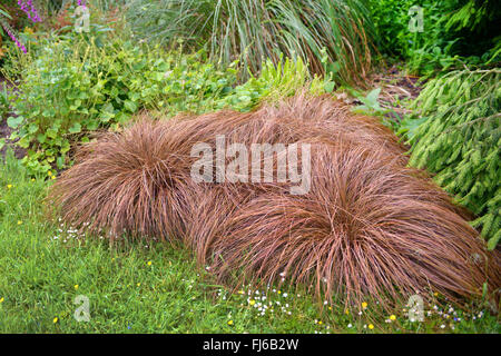 Carex bronze hi-res stock photography and images - Alamy