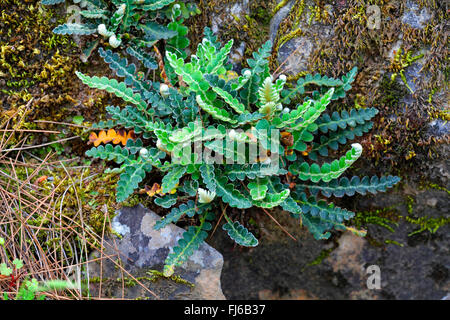 Common spleenwort, Rustyback (Asplenium ceterach, Ceterach officinarum), between mossy rocks, Greece, Lesbos Stock Photo