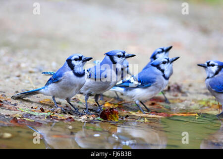 Blue Birds Seen in North America - Blue Jay – Grateful Gnome