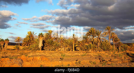 Canary island date palm (Phoenix canariensis), Barranco de la Torre, Canary Islands, Fuerteventura Stock Photo