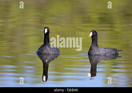 American coot (Fulica americana), swimming couple with mirror image, USA, Florida, Merrit Island Stock Photo