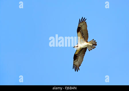 osprey, fish hawk (Pandion haliaetus), flying male, USA, Florida Stock Photo