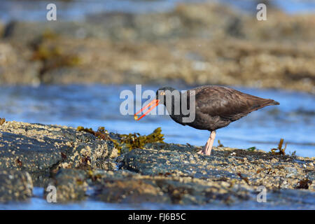 American black oystercatcher (Haematopus bachmani), stands on a rock by the sea feeding a limpet, Canada, Victoria, Vancouver Island Stock Photo