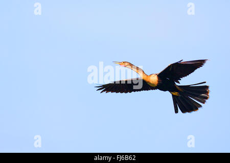 American darter (Anhinga anhinga), flying female, USA, Florida, Venice Stock Photo