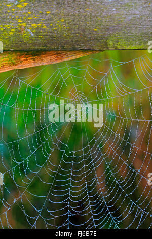 spiderweg with morning dew, Germany Stock Photo