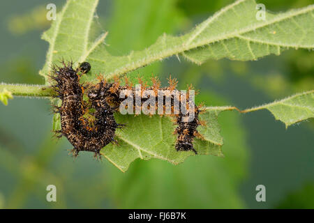 map butterfly (Araschnia levana), caterpillars on a nettle leaf, Germany Stock Photo