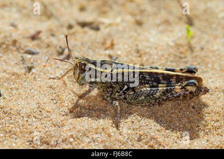 Italian locust (Calliptamus italicus, Calliptenus cerisanus), sitting on sand Stock Photo