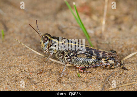 Italian locust (Calliptamus italicus, Calliptenus cerisanus), sitting on sand Stock Photo