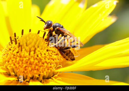 Bee-killer wasp, Bee-killer (Philanthus triangulum, Philanthus apivorus), fighting with a bee on a yellow blossom, Germany, Bavaria Stock Photo