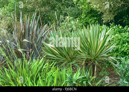 Palm lily (Yucca gloriosa 'Variegata', Yucca gloriosa Variegata), cultivar Variegata, United Kingdom, England Stock Photo