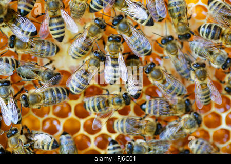 honey bee, hive bee (Apis mellifera mellifera), bees on honeycombs, waggle dance of the honeybees, Germany, Bavaria, Niederbayern, Lower Bavaria Stock Photo