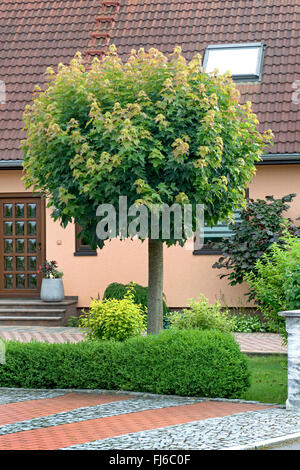 Norway maple (Acer platanoides 'Globosum', Acer platanoides Globosum), cultivar Globosum in a street, Germany, Saxony, Dresden Stock Photo
