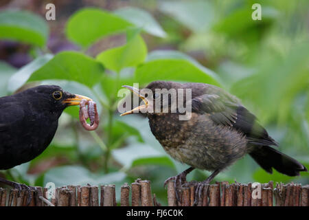 blackbird (Turdus merula), male feeding young bird outside the nest, Germany, Bavaria Stock Photo