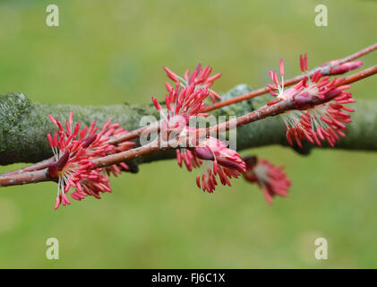 katsura tree (Cercidiphyllum japonicum), branch with male flowers, Germany, Saxony Stock Photo