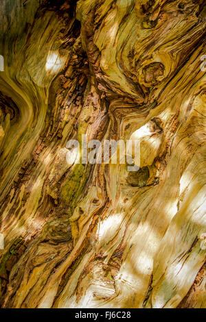 Ancient yew tree textured bark close-up Stock Photo