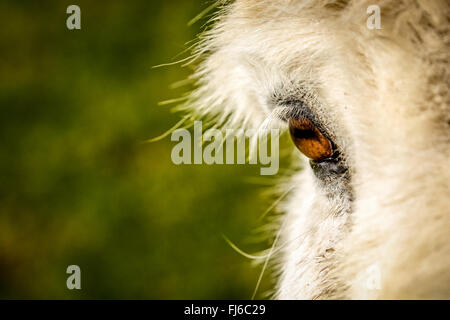 close-up of donkey's eye Stock Photo