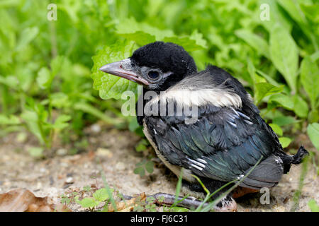 black-billed magpie (Pica pica), young bird sitting on the ground, nestling, Germany, Bavaria Stock Photo