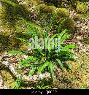 hard-fern (Blechnum spicant), single plant, Ireland Stock Photo