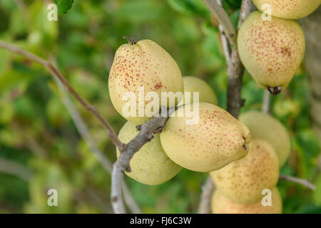 Ornamental quince (Chaenomeles x superba 'Fusion', Chaenomeles x superba Fusion), fruits of the cultivar Fusion, Germany, Saxony Stock Photo