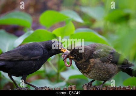 blackbird (Turdus merula), male passing an earth worm on to young bird , Germany, Bavaria Stock Photo