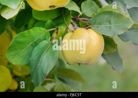 Common quince (Cydonia oblonga 'Konstantinopeler', Cydonia oblonga Konstantinopeler), fruit on a tree, cultivar Konstantinopeler, Germany Stock Photo