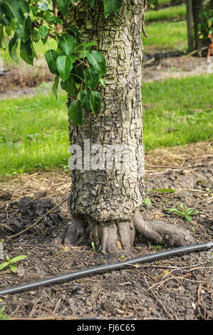 Common pear (Pyrus communis 'Conference', Pyrus communis Conference), grafted on Cydonia, cultivar Conference, Germany Stock Photo