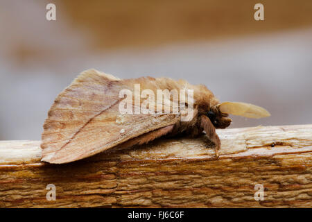 The Drinker (Philudoria potatoria, Euthrix potatoria), male in resting position, Germany, Bavaria Stock Photo