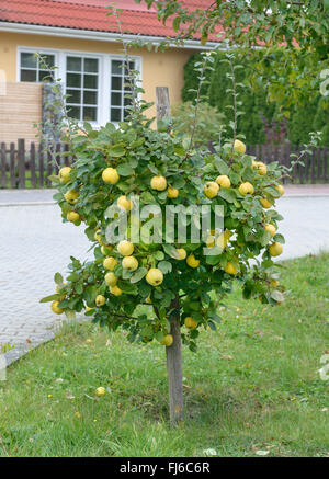 Common quince (Cydonia oblonga 'Konstantinopeler', Cydonia oblonga Konstantinopeler), fruit on a tree, cultivar Konstantinopeler, Germany Stock Photo