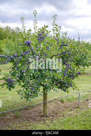 European plum (Prunus domestica 'Topper', Prunus domestica Topper), plums on a branch, cultivar Topper, Germany Stock Photo