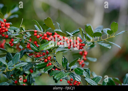 common holly, English holly (Ilex aquifolium 'JC van Tol', Ilex aquifolium JC van Tol), branch with fruits, cultivar JC van Tol Stock Photo