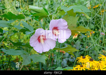 shrubby althaea, rose-of-Sharon (Hibiscus syriacus 'Resi', Hibiscus syriacus Resi), cultivar Resi, Germany, Saxony Stock Photo