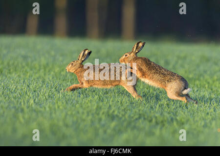 European hare, Brown hare (Lepus europaeus), two males in fight during the mating season, Austria, Burgenland Stock Photo