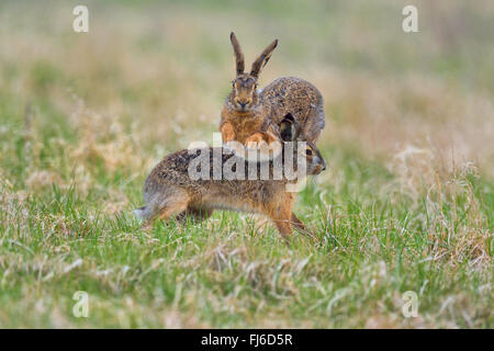 European hare, Brown hare (Lepus europaeus), two males in fight during the mating season, Austria, Burgenland Stock Photo