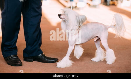 Young White Chinese Crested Dog. Hairless breed of dog. Light skin Stock Photo