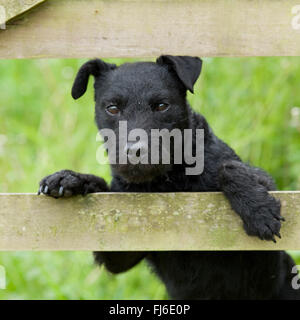 black patterdale terrier Stock Photo