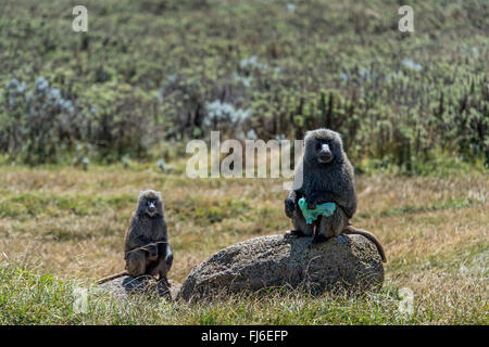 Olive Baboon (Papio anubis) holding a plastic bag Bale Mountains, Ethiopia, Africa Stock Photo